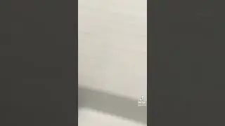 Baños para Mascotas en Aeropuerto de Miami