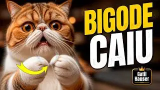 😸 É NORMAL O GATO PERDER OS BIGODES?? - Gatil Hauser