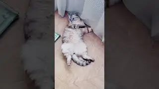 Ириска и его не очень сообразительный друг.
