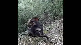 شوف القرود كيف يبكي