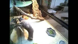MyStream 4