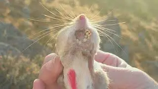 San Bernardino Kangaroo Rat Species Spotlight
