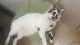 Всё тот же Пикассо 🐈