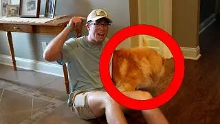 When Dad Doesn't Want a Dog...