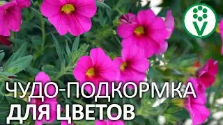 КОМНАТНЫЕ ЦВЕТЫ ПЫШНО ЦВЕТУТ КРУГЛЫЙ ГОД, если подкормить их этим!