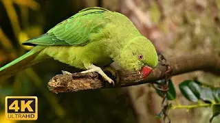 Free 4K Beautiful Parrot - No Copyright Stock Video - Free Video Footage