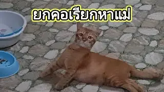 ทำไมถึงเลี้ยงแมวเยอะจัง#ปังปอนลูกแม่เกียง #แม่เกียงเลี้ยงแมวจร