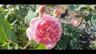 EDROSES/Троянда  🌹  Роб а ля Франсуаз  (Robe a la francaise)   , Junko Kawamoto Японія, 2011.
