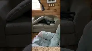 I'm bored where's my ball.