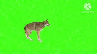 Green screen animation animal