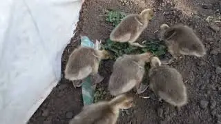 ГУСИ НА ГОРОДІ КАПЕЦ БУР'ЯНАМ 😀