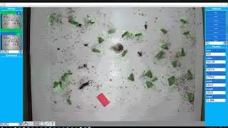 Идентификация насекомых