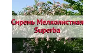 Сирень мелколистная Суперба 🌿 Обзор: посадка и уход. крупномеры сирени: описание и особенности