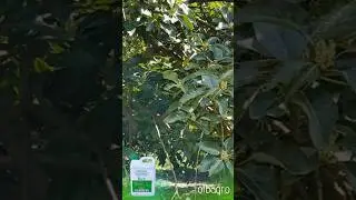 Avokado Florax yaprak gübresi kullanımı ve etkileri #avokado #yaprakgübresi #olbagro #tarım #çiftçi