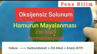 oksijensiz solunum - hamurun mayalanması