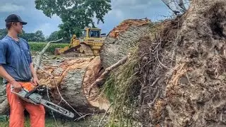 That's One Big Log 😮🪵