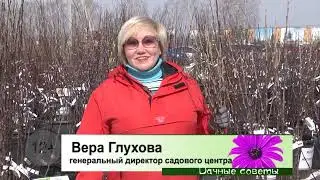«ДАЧНЫЕ СОВЕТЫ - весенняя обрезка» новый выпуск от 06.04.2023г