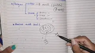 Amino acid Metabolism, Part 1, overview, amino acid pool, protein turnover phenomenon, #biochemistry