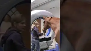 Компьютерная томография лошади