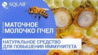 Маточное молочко пчел, натуральное средство для повышения иммунитета.