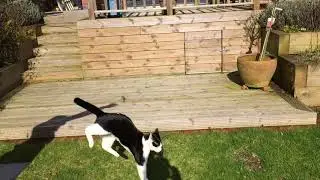 Alfie & Da Bird Slo Mo