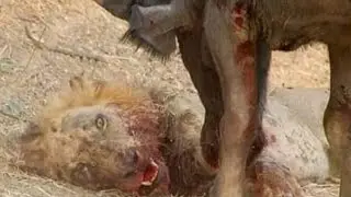 WILDLIFE // LION HUNTING AND KILLING BUFFALO'S CULF // SIMBA AKIWINDA WATOTO WA MBOGO