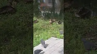 Казань ,оз.Кабан