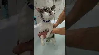 КОТ МИТЯЙ В ВАННОЙ КОМНАТЕ 😸😺😺🐱🐱😻