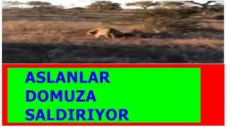 ASLANLAR DOMUZA SALDIRIYOR!