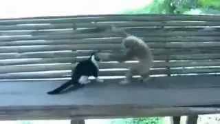 Обезьяна тролит кошку