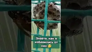 Как избавиться  от ОС 🐝  