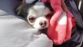 동끙이랑 동해바닷가 갔다왔어요 바닷가에서  한치회 먹엇는데  끝내줘요