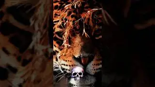A FAMOSA ONÇA PINTADA 🐆💀 #remix #pumpkin #music #naturezaselvagem
