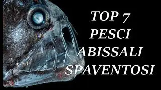 Top 7 pesci abissali spaventosi