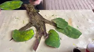 Декорации к басне „Ворона и Лисица 