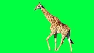 Giraffe walking green screen || Giraffe 🦒 green screen effects || green screen effects