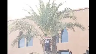 The Tree Man