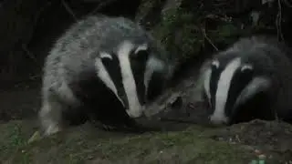 European Badger Cubs (Meles meles)