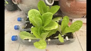 Revolutionary DIY Hydroponics: Unleashing Green Magic with a Transformed Water Bottle!