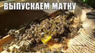 Проверка колод после заселения роя пчел. Выпускаем матку.
