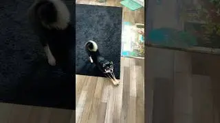 She goes crazy for treats Shiba Inu puppy