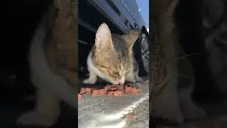 Котя достиг уровня «пошел ты»