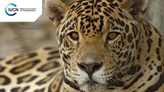 Protecting precious mountains in the heart of Mexico