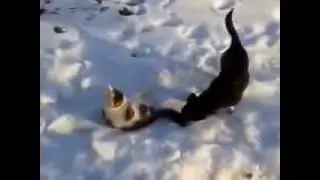 Собака тащит кота за шкирку .