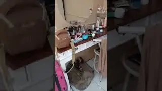 nyari bahan coli dikamar cewek