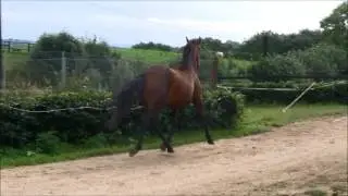 3yr old cda 2