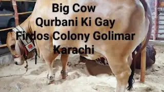 Big Cow Qurbani Ki Gaye Firdos Colony Golimar Karachi Three Cow White Cow Brown Cow View