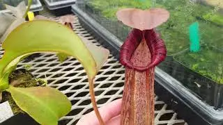 Nepenthes Titanic Savior (N. truncata x spectabilis) – first look