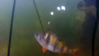 Подводная охота на водохранилище