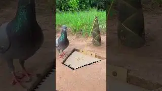 Wow Amazing Pigeon Bird Trap. #shortvideo #birds #animaltrap